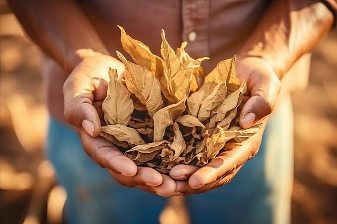 Universal Leaf Tobacco